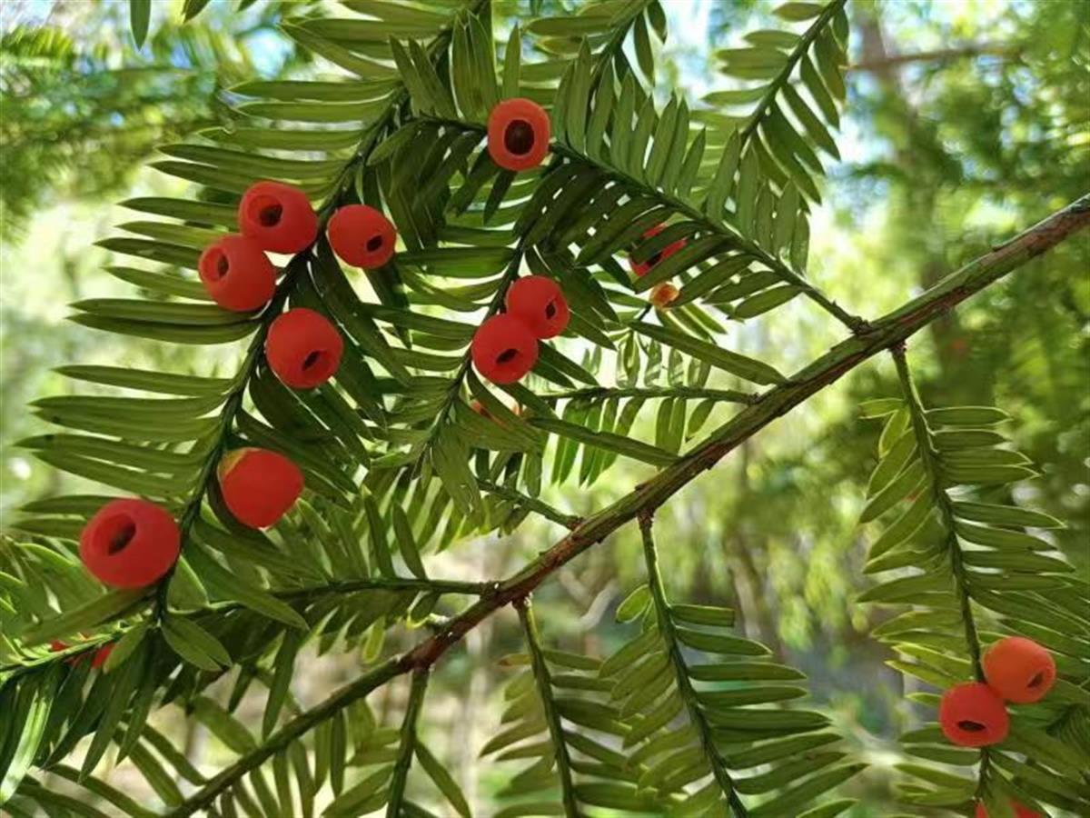 红豆杉美图图片