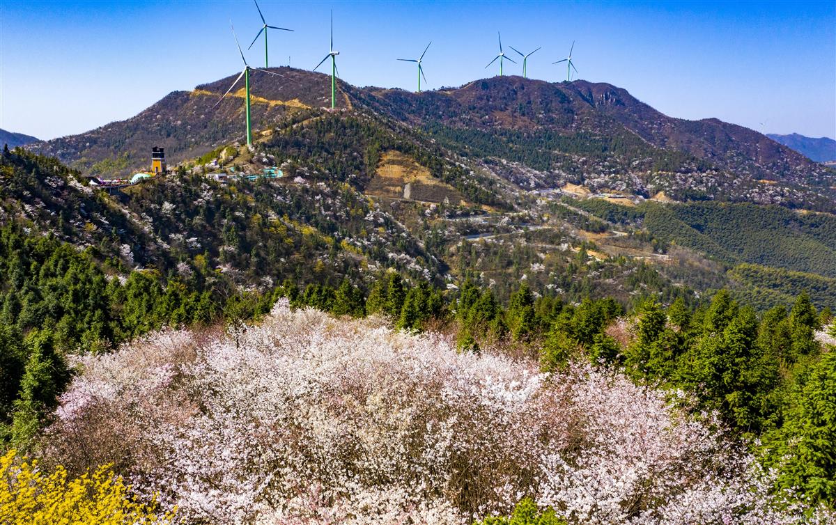 咸宁大幕山万株野樱花绚丽绽放