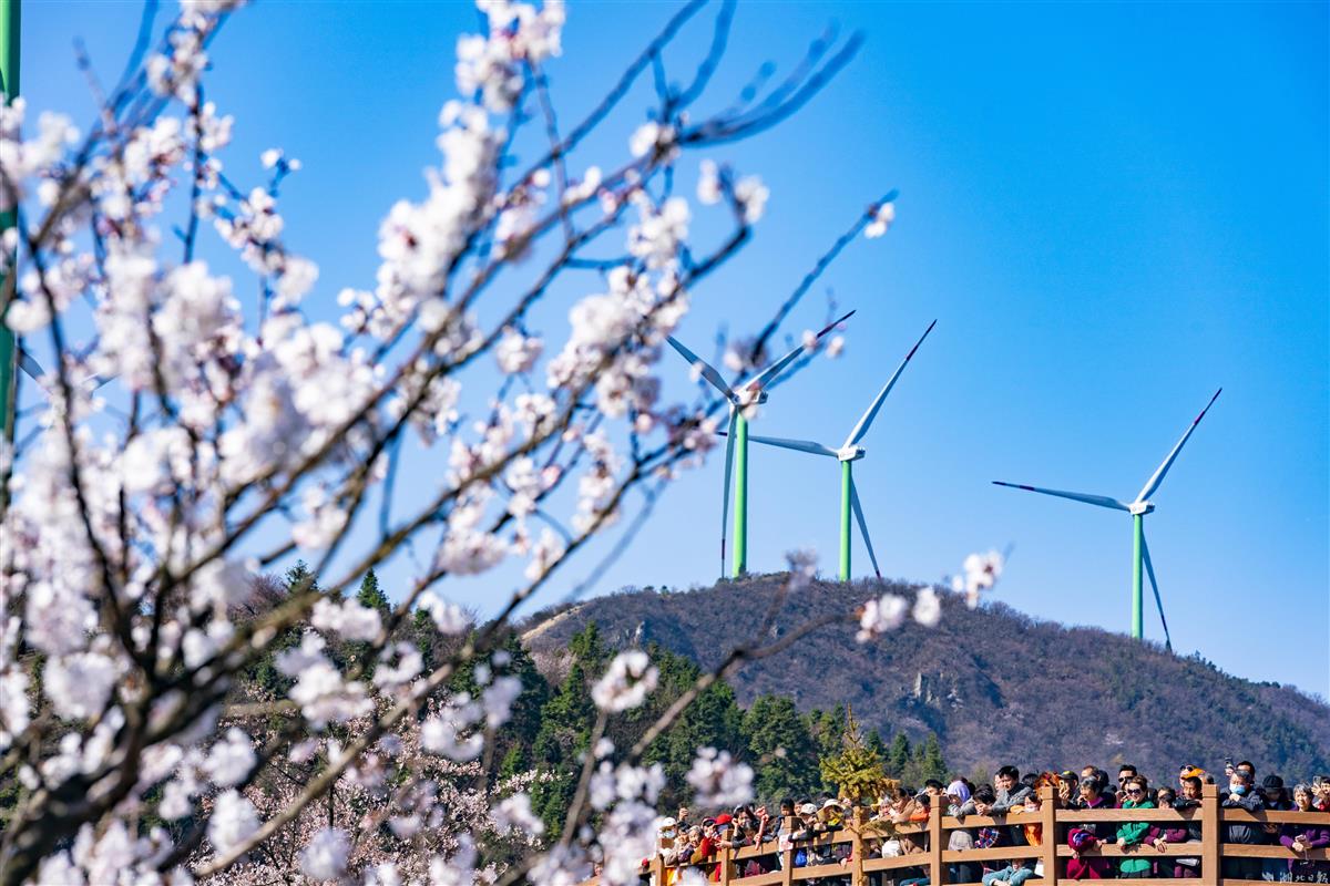 湖北咸宁大幕山樱花图片