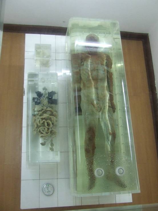 荆州博物馆镇馆之宝——千年湿尸(男性),身高1米68,皮肤光滑,保存完好