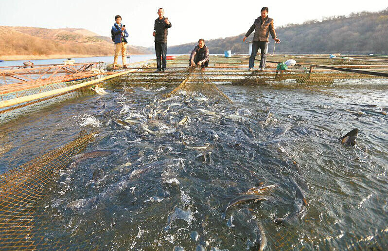 丹江口渔民大义清网保水质 300万斤鲜鱼盼销路