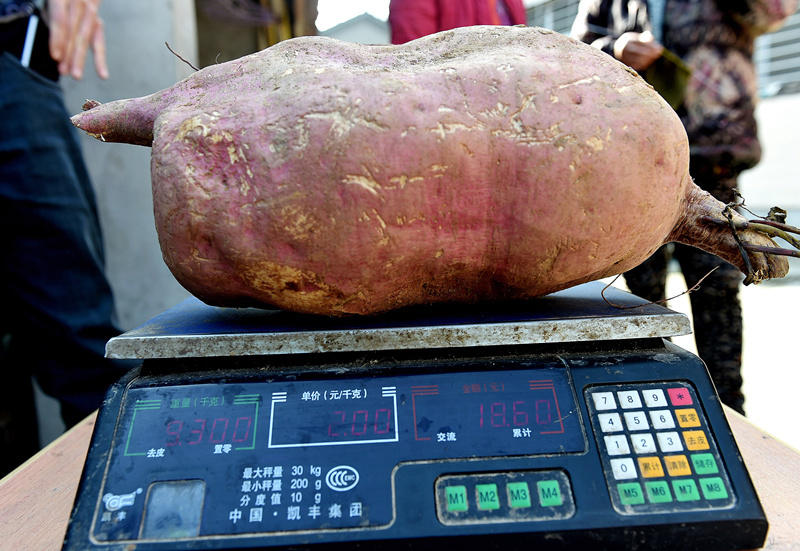 湖北襄阳农民种出红薯王 最大18斤重