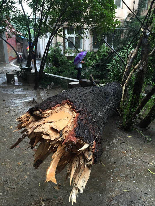小区一棵大树遭雷击断成两截影响居民出行