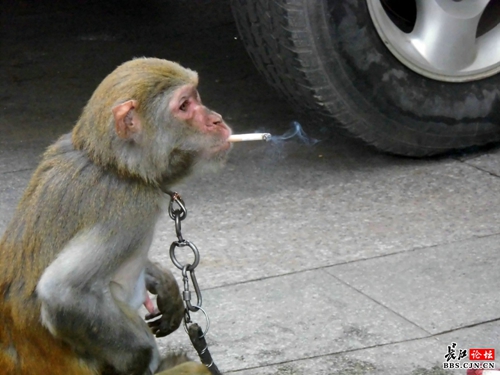 动作表情包街头惊现猴子抽烟