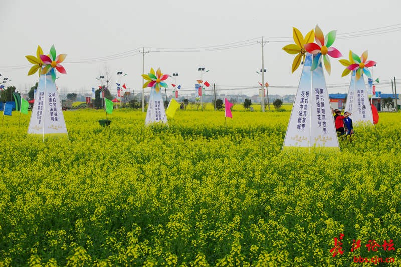 蔡甸消泗油菜花2022图片