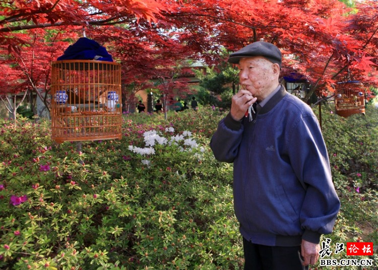 87岁老人遛鸟35年遛出健康生活