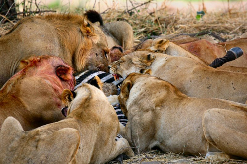 狮子咬掉斑马睾丸图片