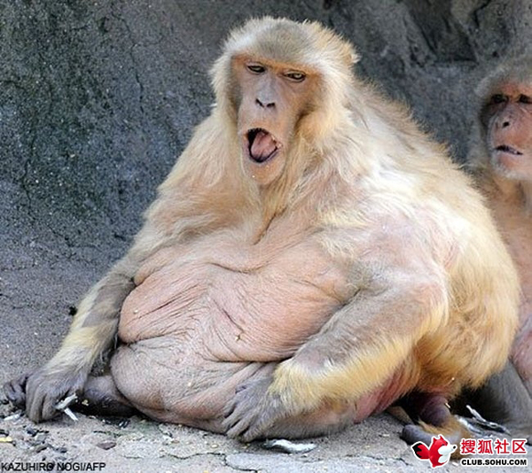 胖猴子讣告图片