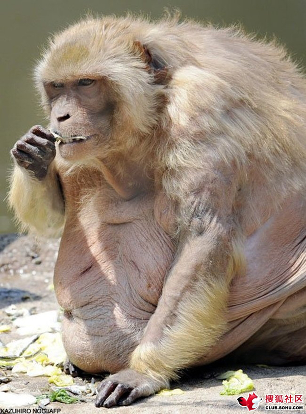 胖猴子多沉图片