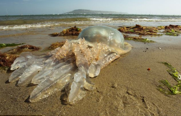 英国海岸遭巨大水母入侵最大直径达1米