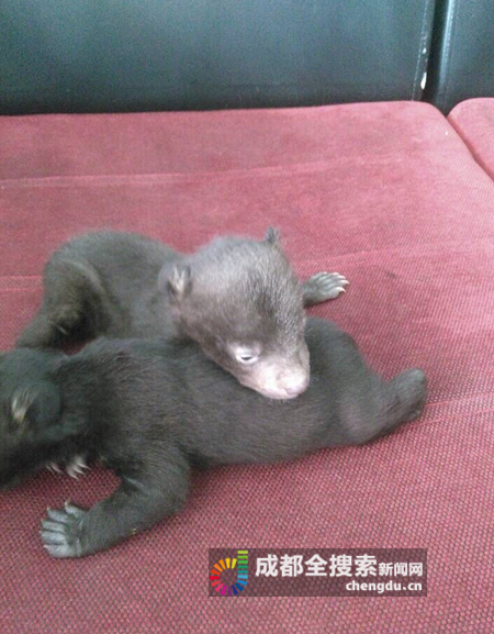 亚洲黑熊幼年图片