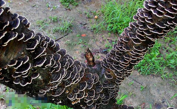 南京一棵枯树长满灵芝植物专家称稀见