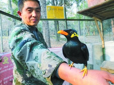 武漢九峰動物園一鷯哥愛說髒話被關禁閉圖