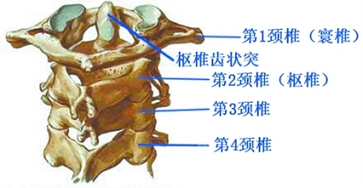 寰枢椎正常图图片