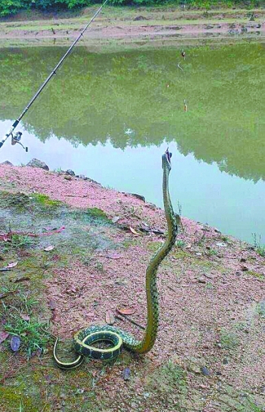 钓鱼爱好者从河塘钓起一条大水蛇