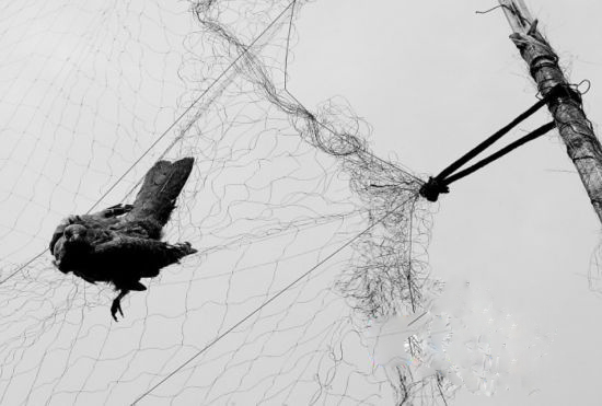 武汉因捕鸟被拘第一人男子湖边架大网捕斑鸠