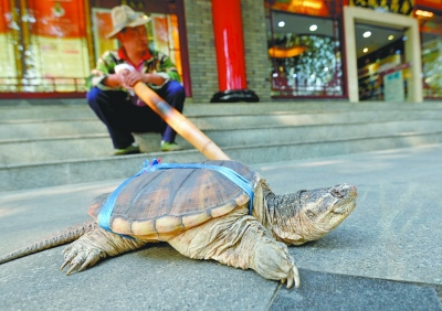 野生山龜速生鱷魚龜