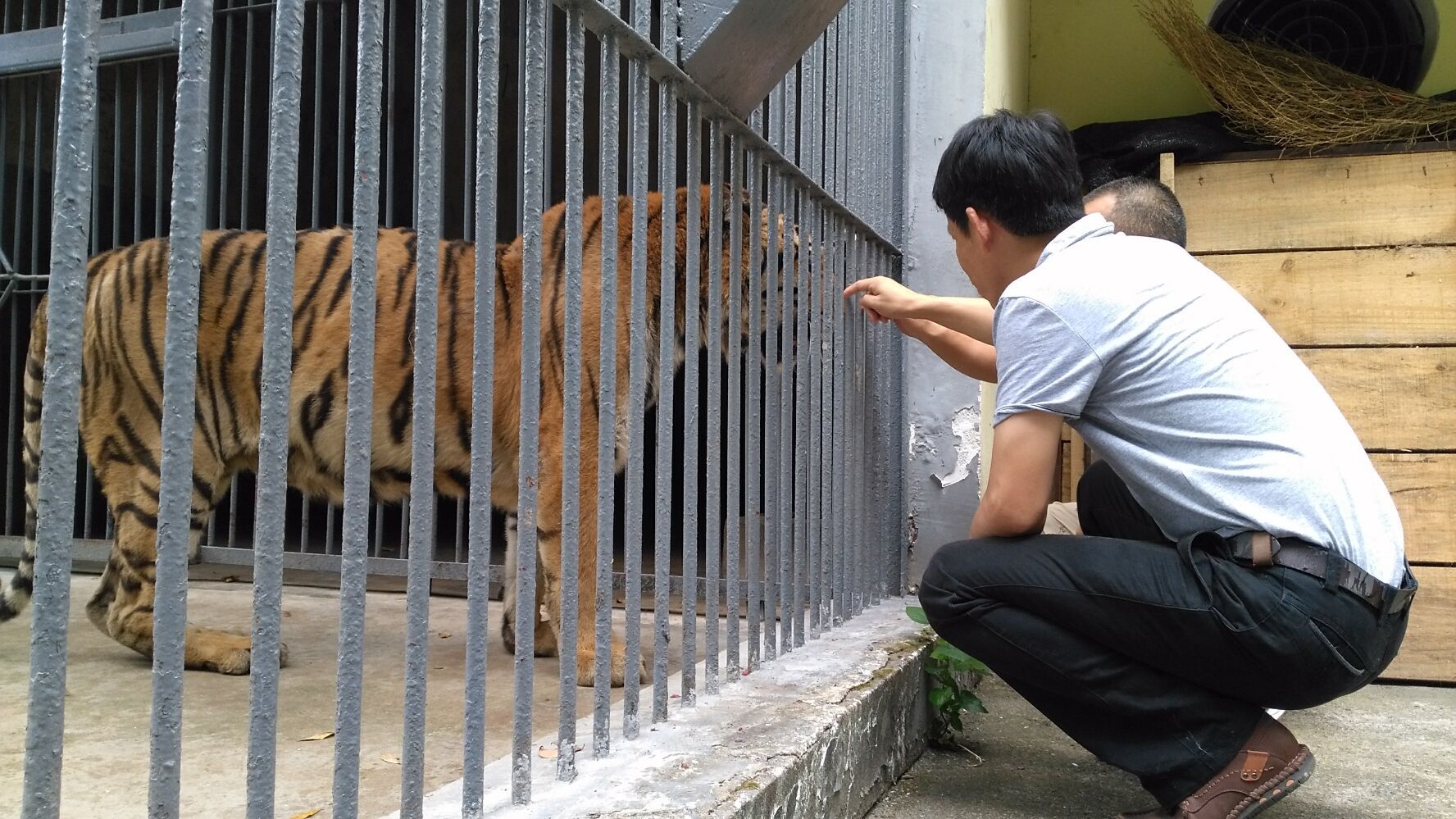 武汉动物园狮虎山图片