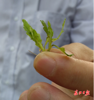 大烟刚出土幼苗图片图片