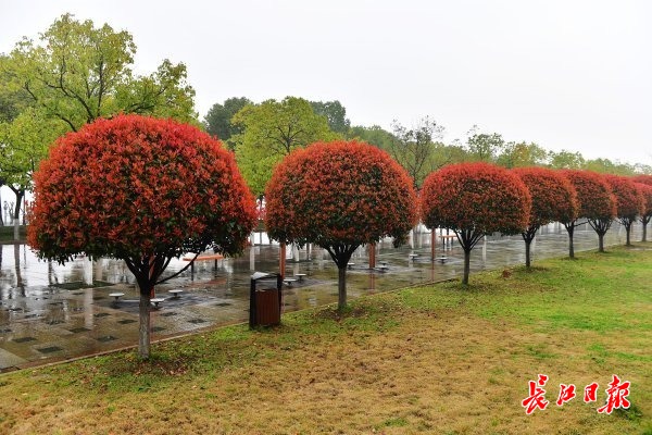 益阳红叶石楠景区图片