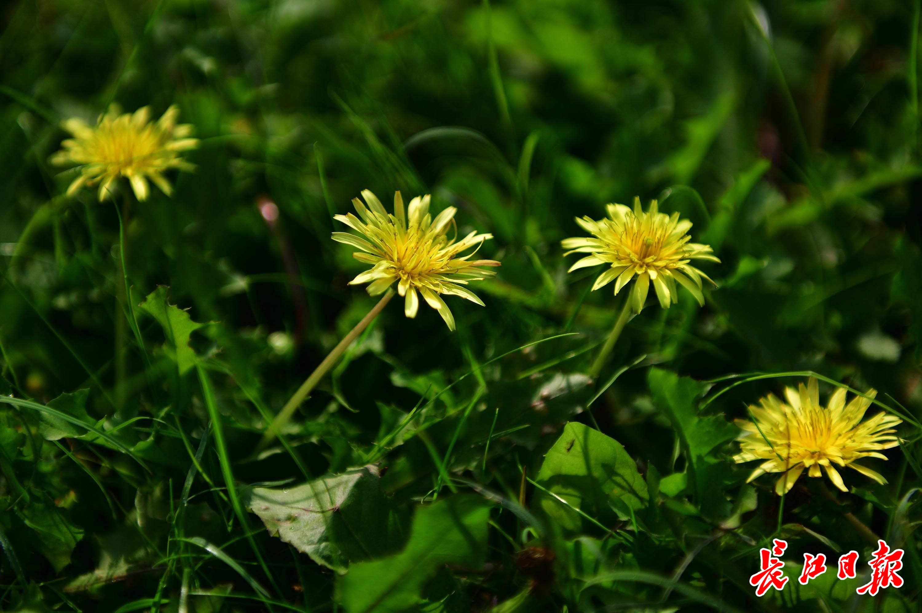 绿草茵茵萌娃吹蒲公英