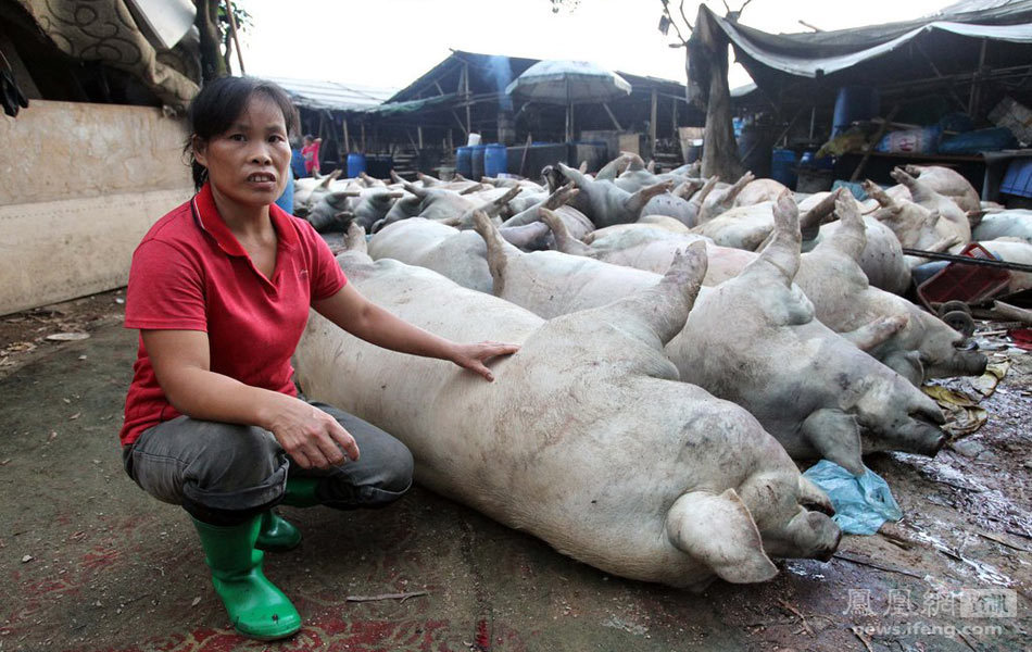 深圳53头猪被雷劈死 3米外猪主人险些丧命