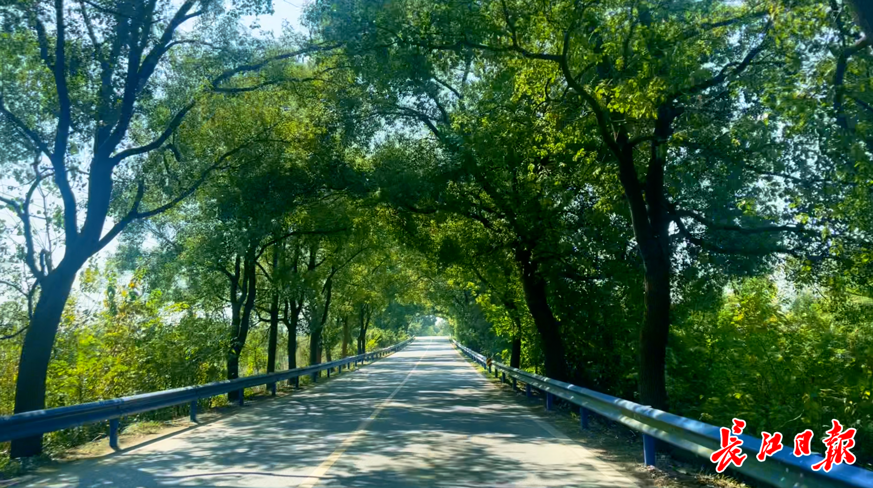 蔡甸千洪線從林蔭小道蛻變為美麗走廊