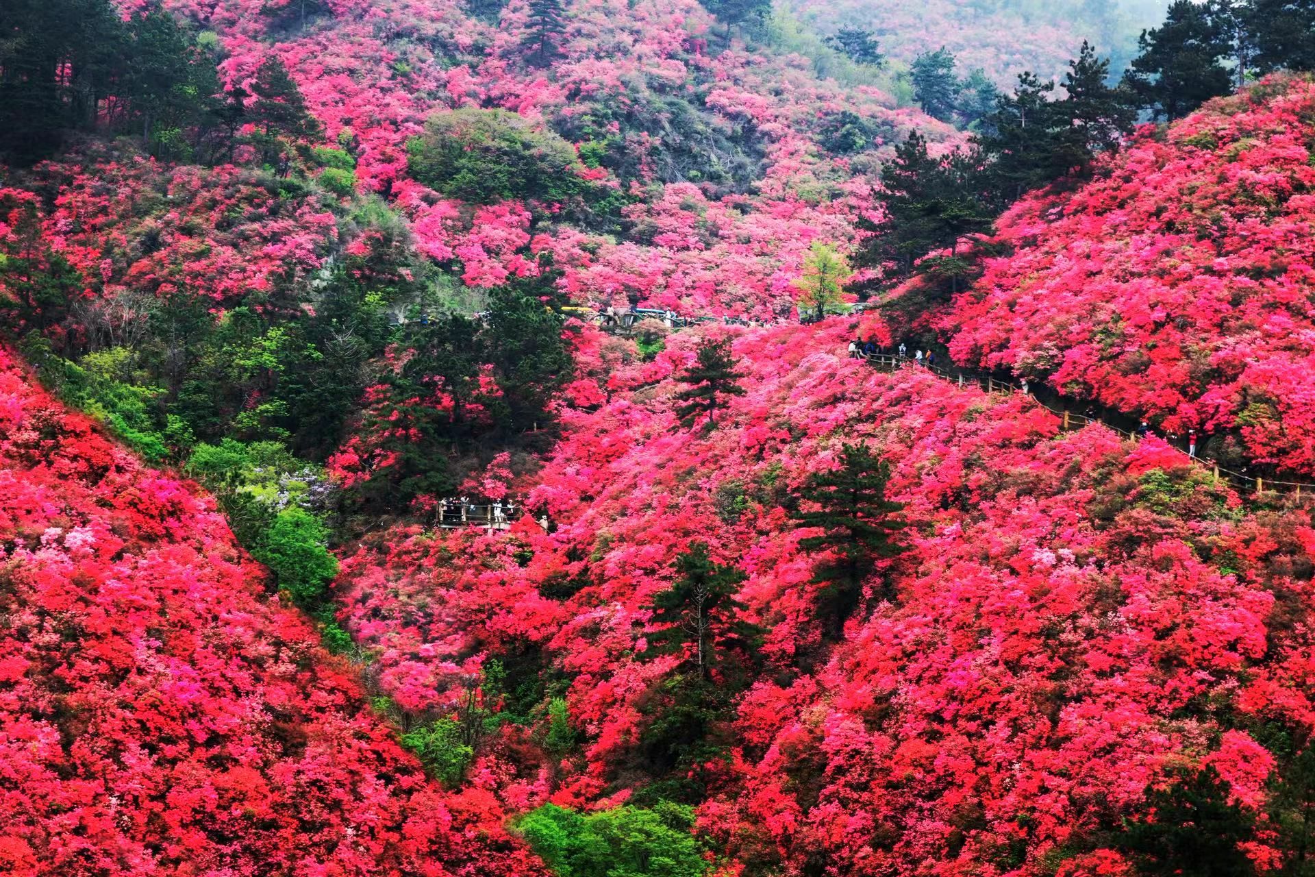 杜鹃花节唱游黄陂上春山