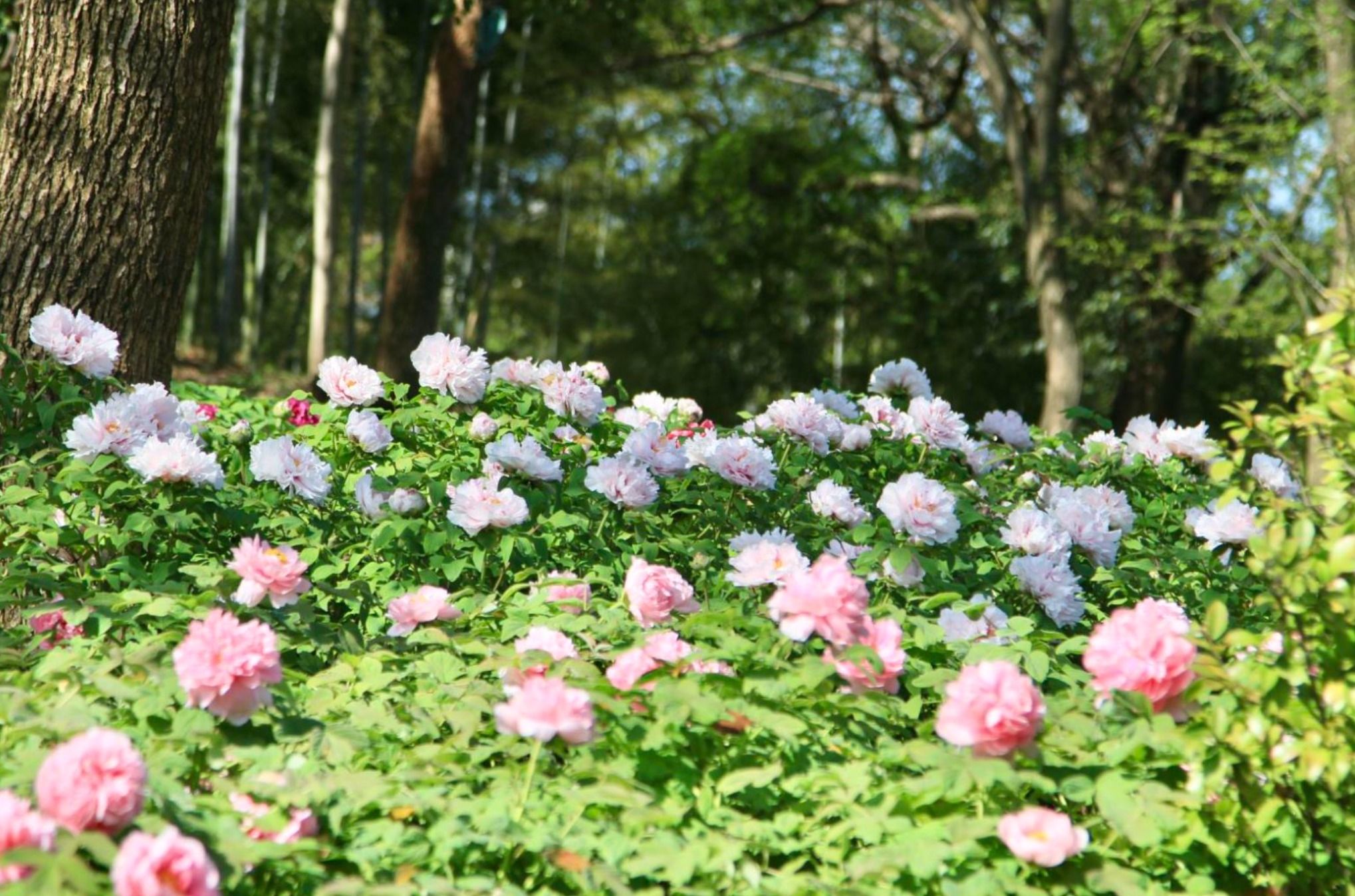 听曲赏花好惬意