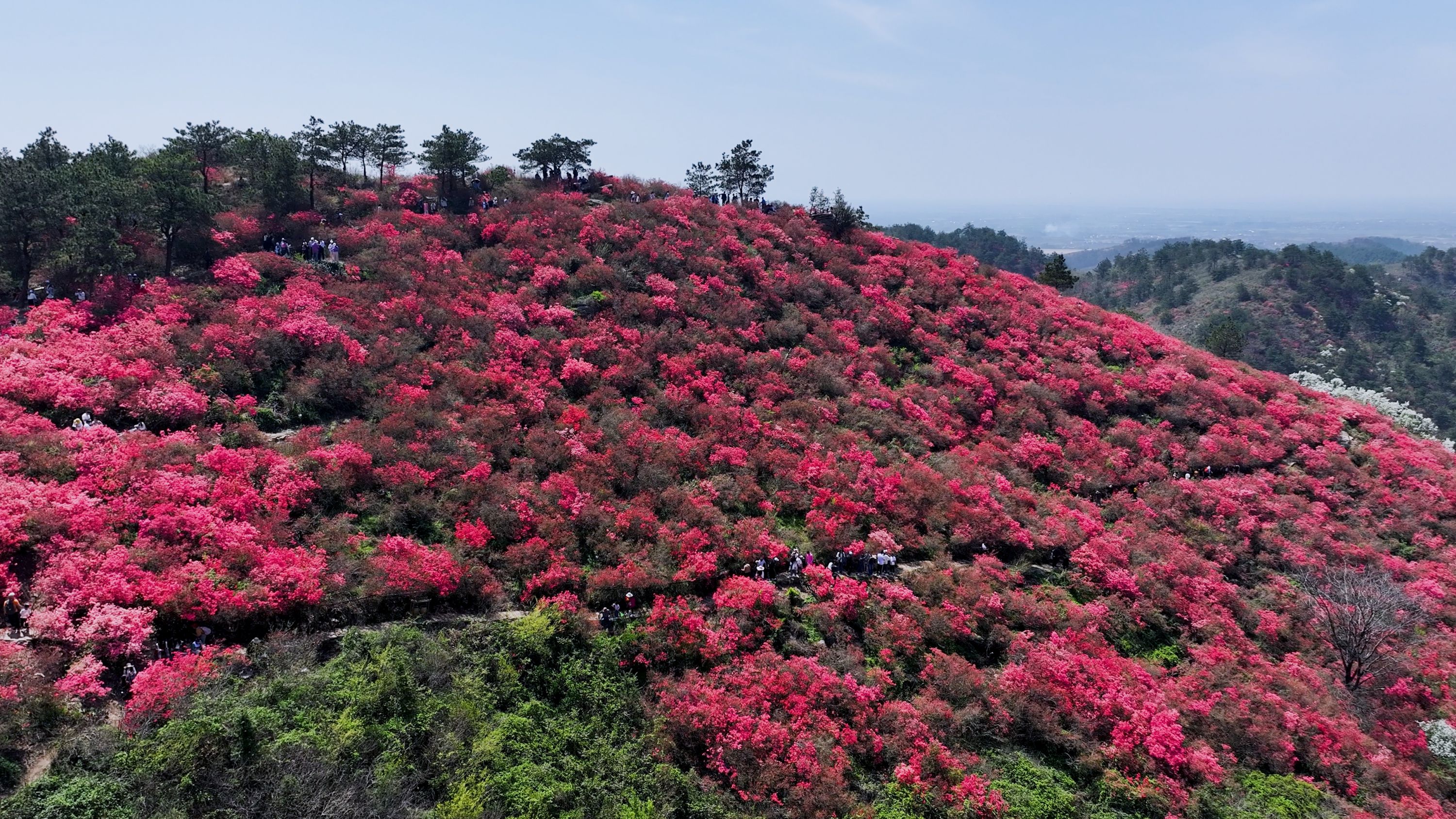 木兰云雾山万亩映山红爆火