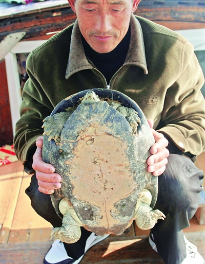 汉川渔民长江里网出重达19斤土龟王