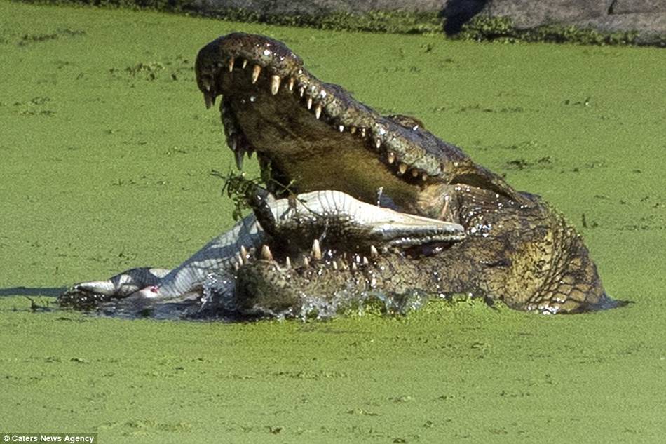 鳄鱼吞食宝宝一幕