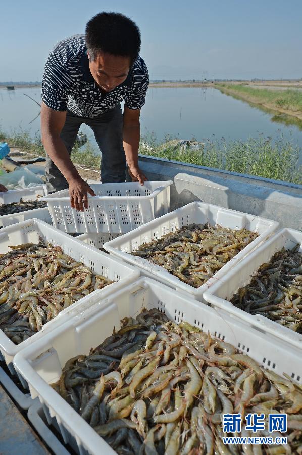 南美对虾养殖成功