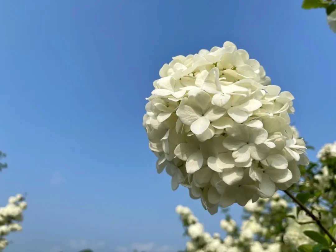 泸州琼花基地图片