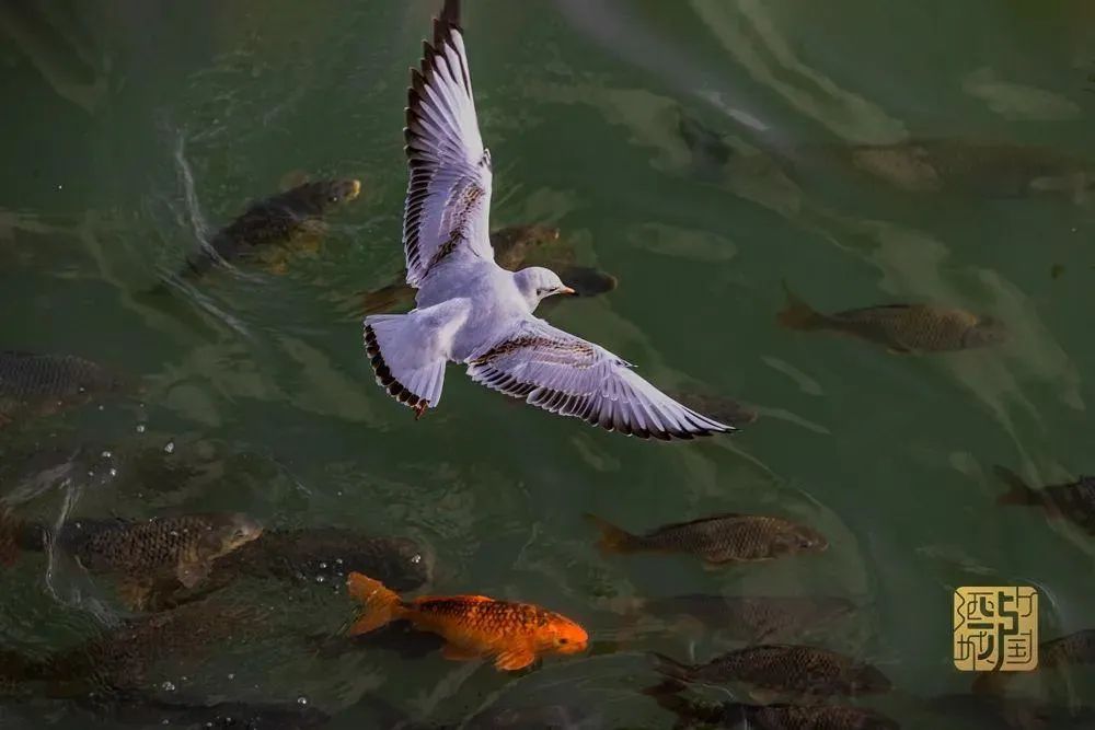 川江觀鳥季 | 東門口慢直播帶你沉浸式邂逅紅嘴鷗_瀘州_新聞中心_長江