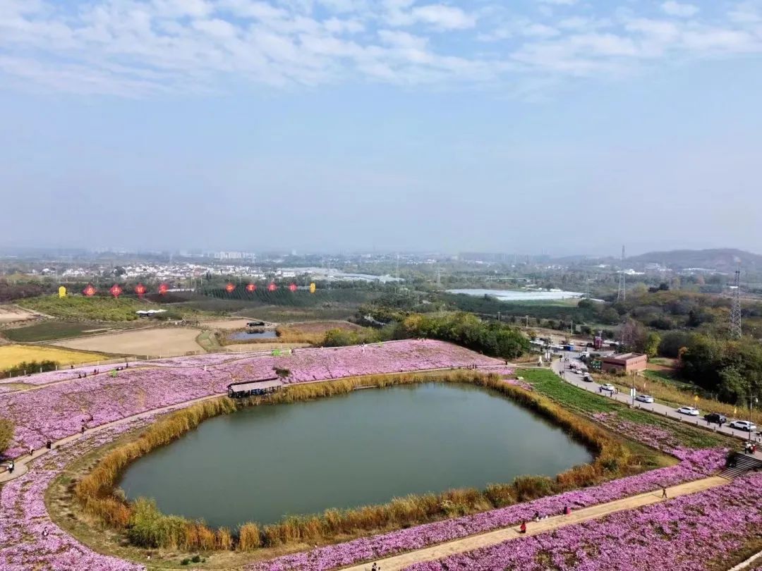 徐家院花海图片