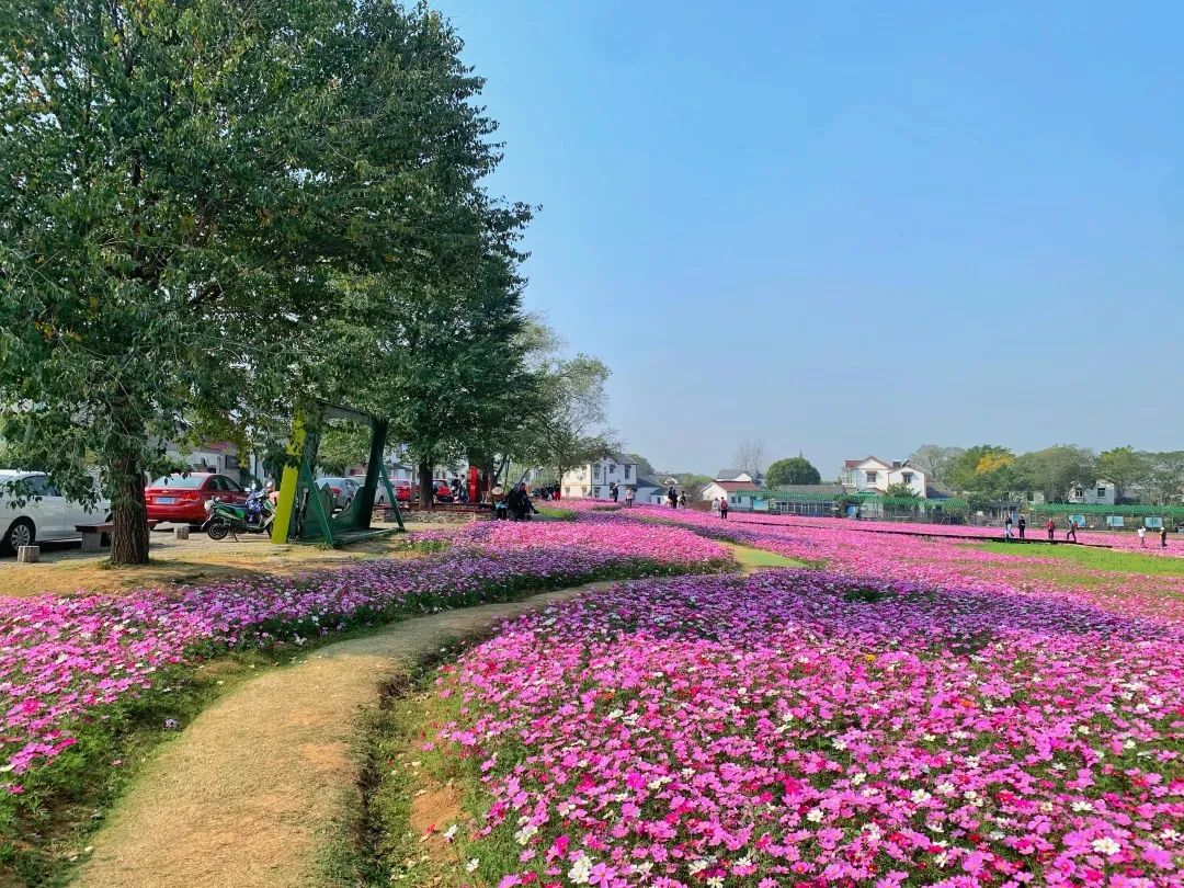 徐家院花海图片