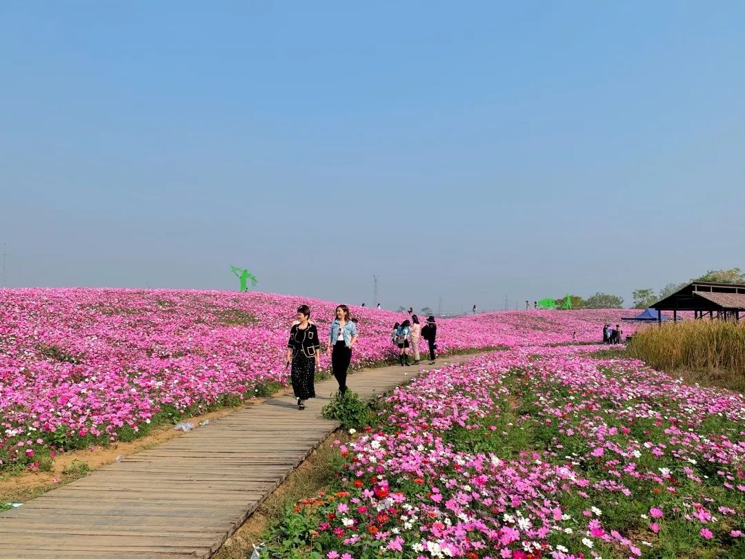 徐家院花海图片