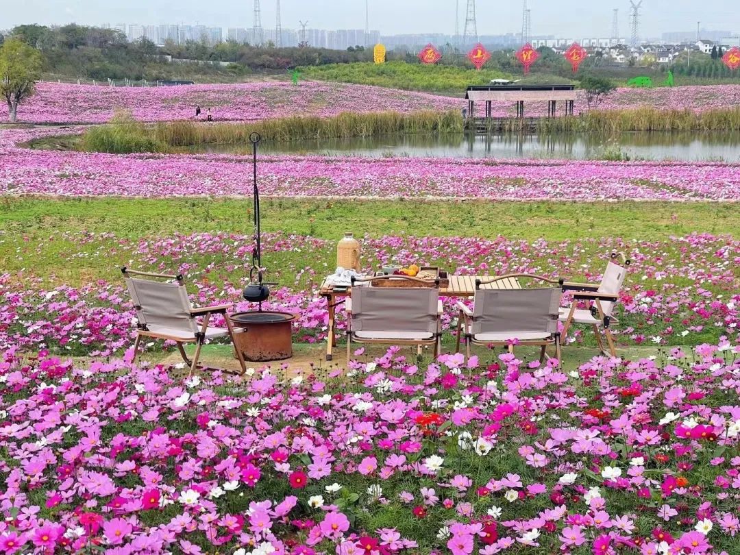 徐家院花海图片