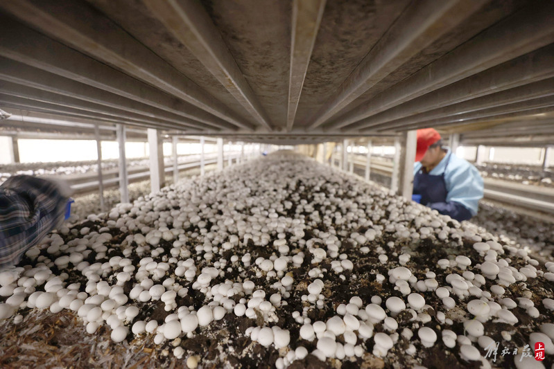 科技为擎永根科技站打造广福食用菌产业“芯片”