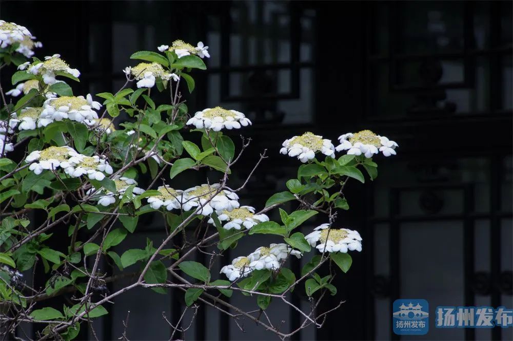 這個煙花三月，你未曾錯過！