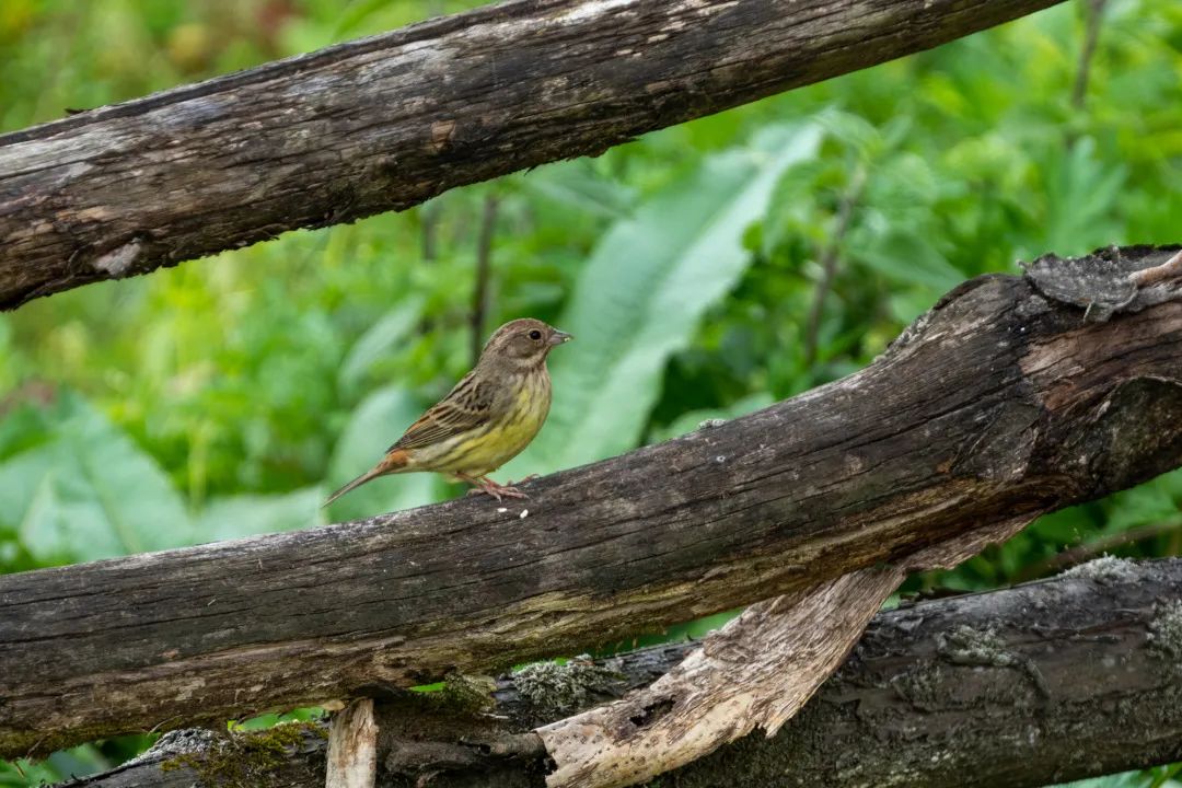 【重慶市民影像計劃2022】重慶鳥類的新記錄:慄鵐_重慶_新聞中心_長江