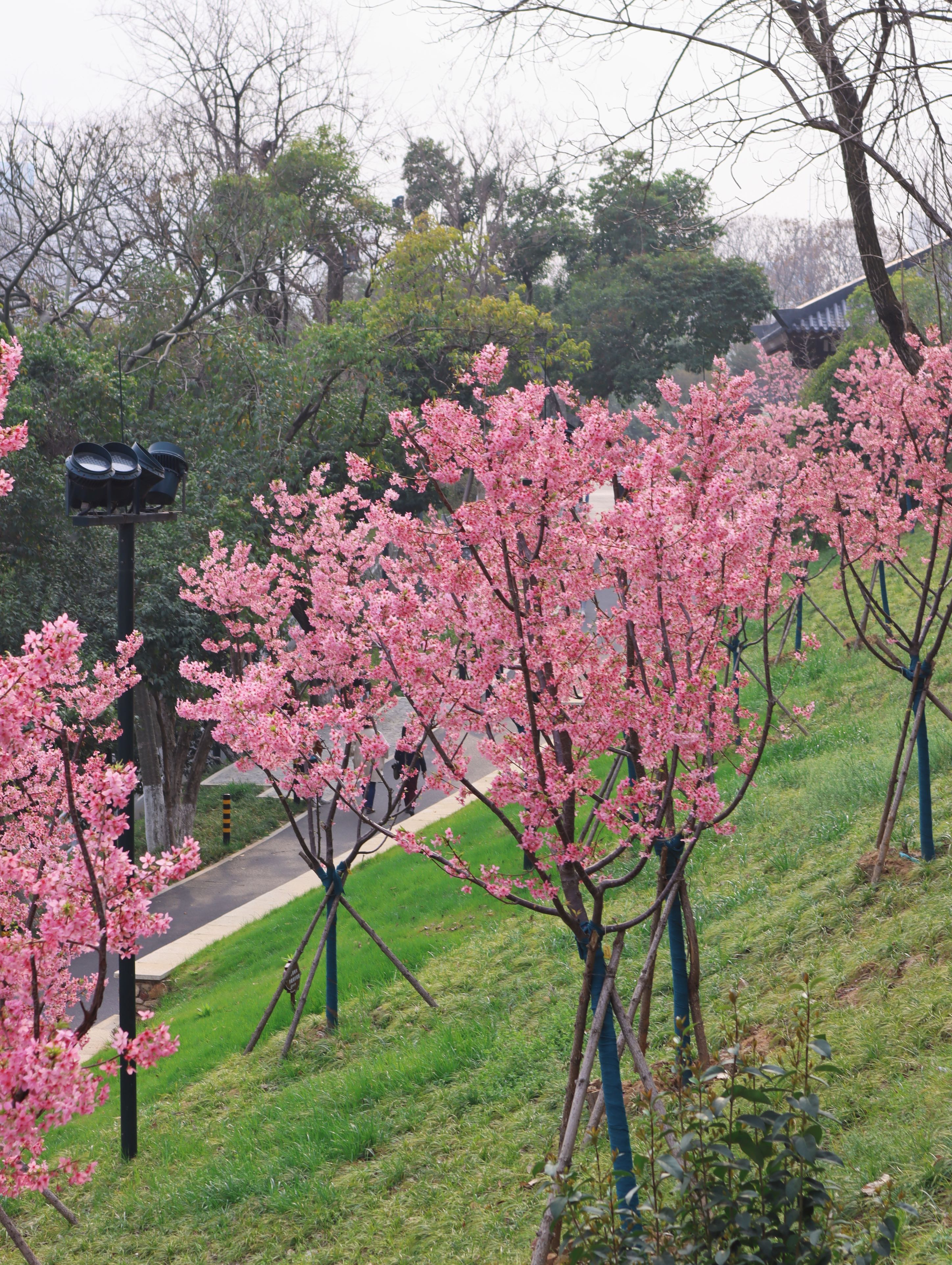 武汉风景图片 花草图片