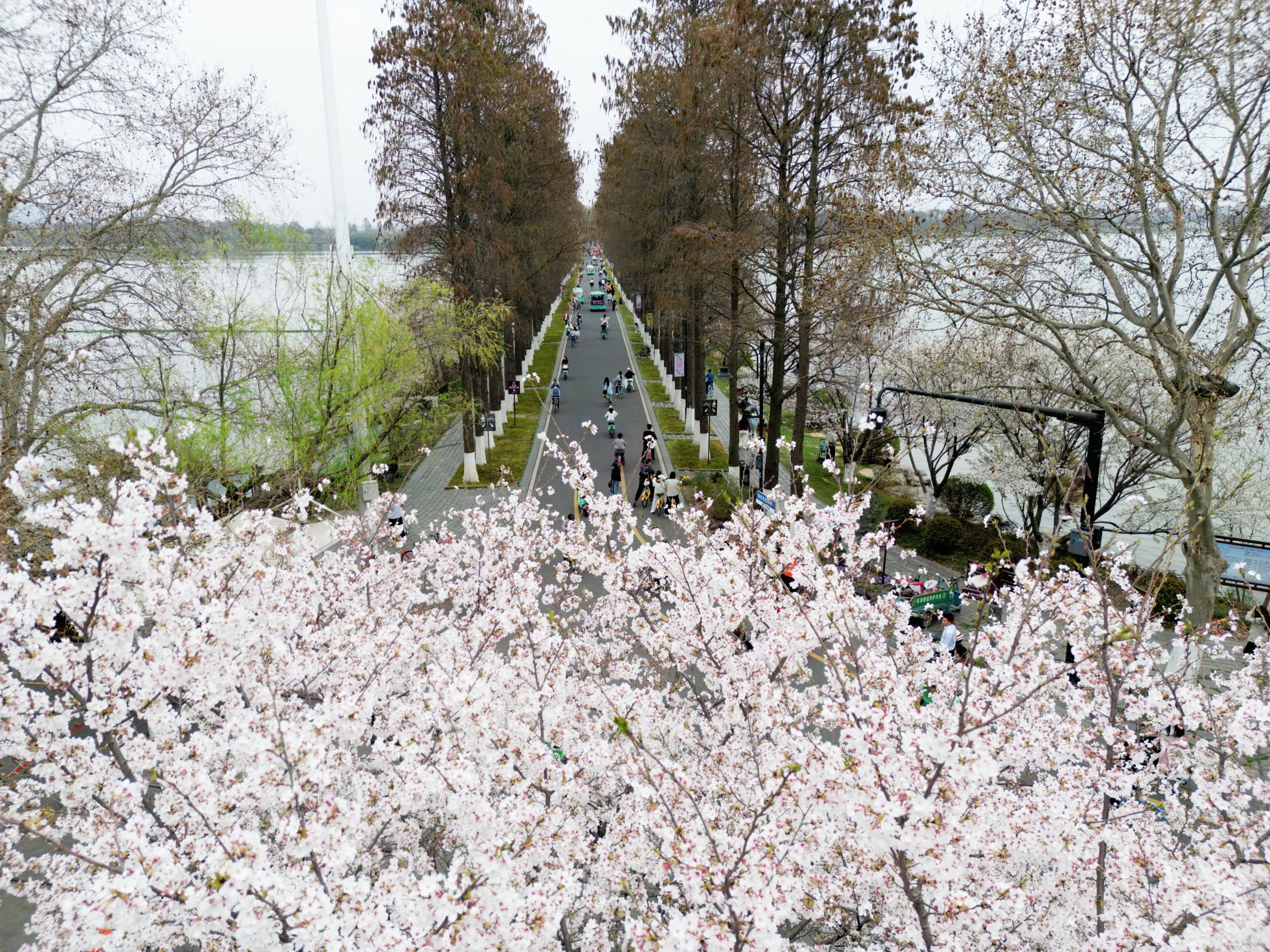 武汉风景图片 花草图片