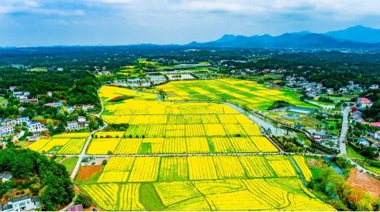 太美了长沙县万亩油菜花海美成仙境快去打卡