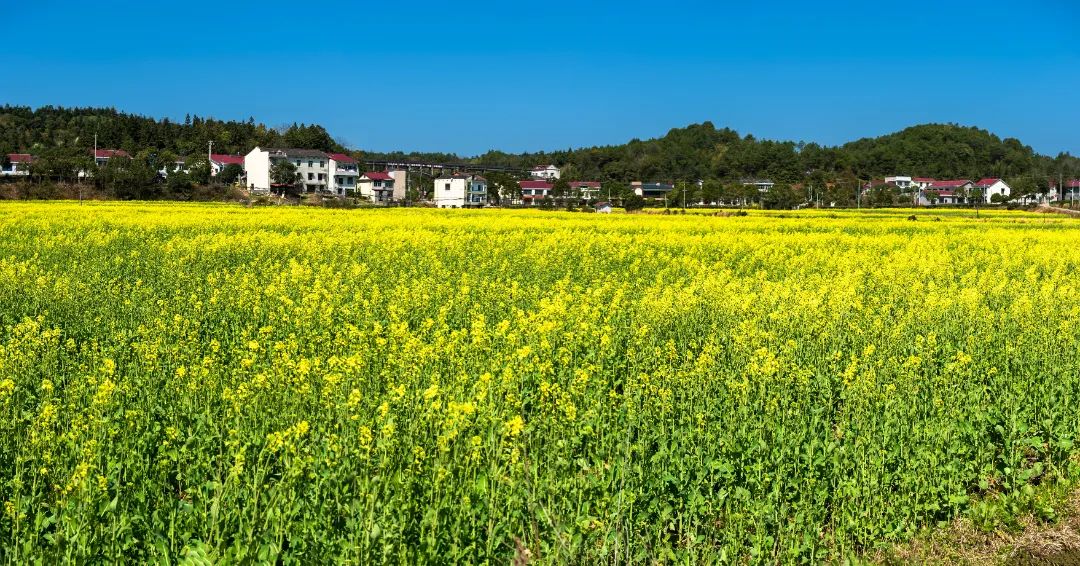 太美了长沙县万亩油菜花海美成仙境快去打卡